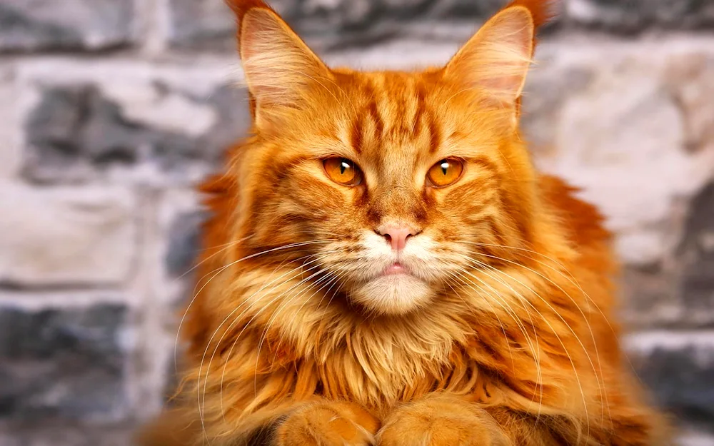 Maine Coon ginger- coon