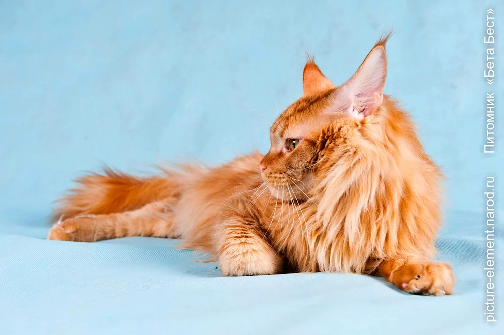 Maine Coon ginger kitten