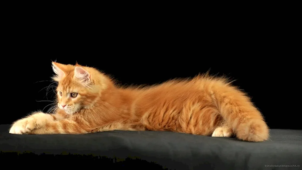 Maine Coon