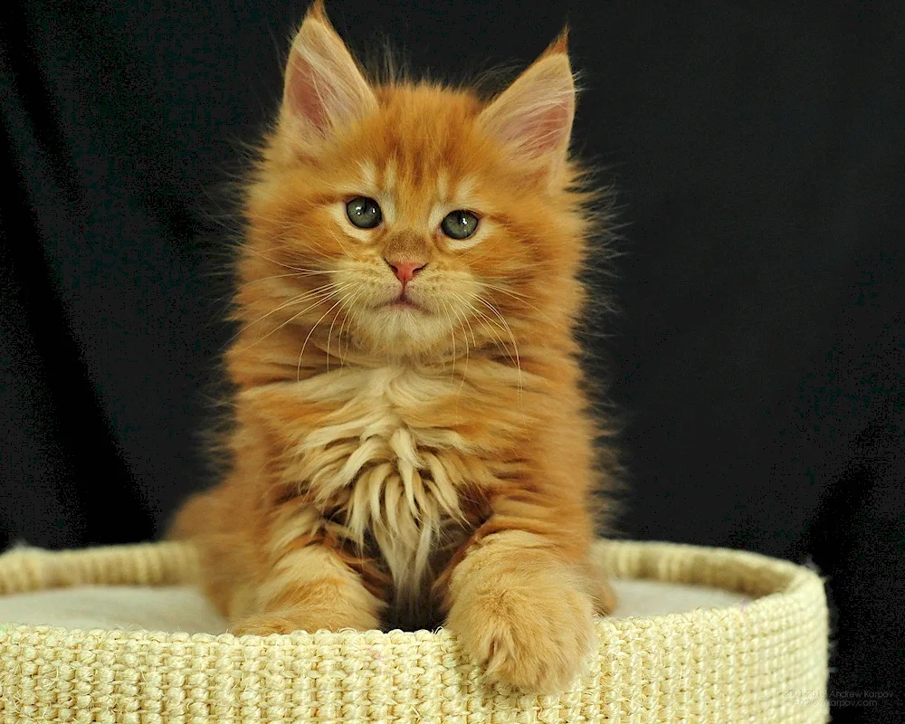 Maine Coon Ginger CatMaine Coon