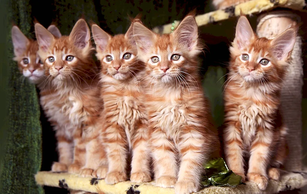 Maine Coon Ginger