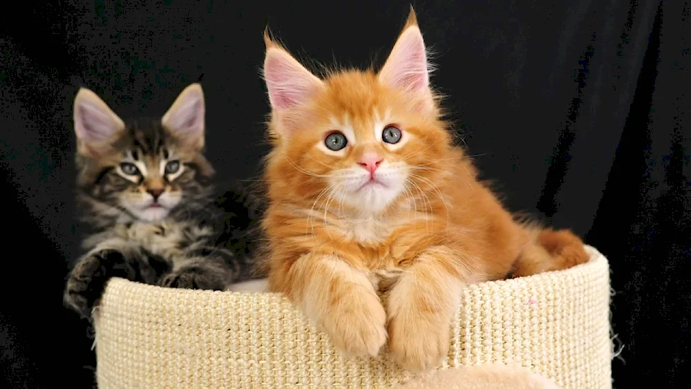 Maine Coon Ginger