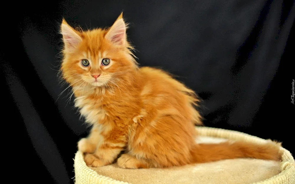 Maine Coon Ginger