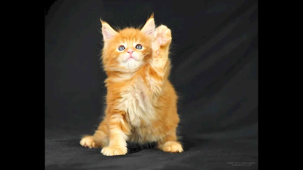 Maine Coon Ginger coon