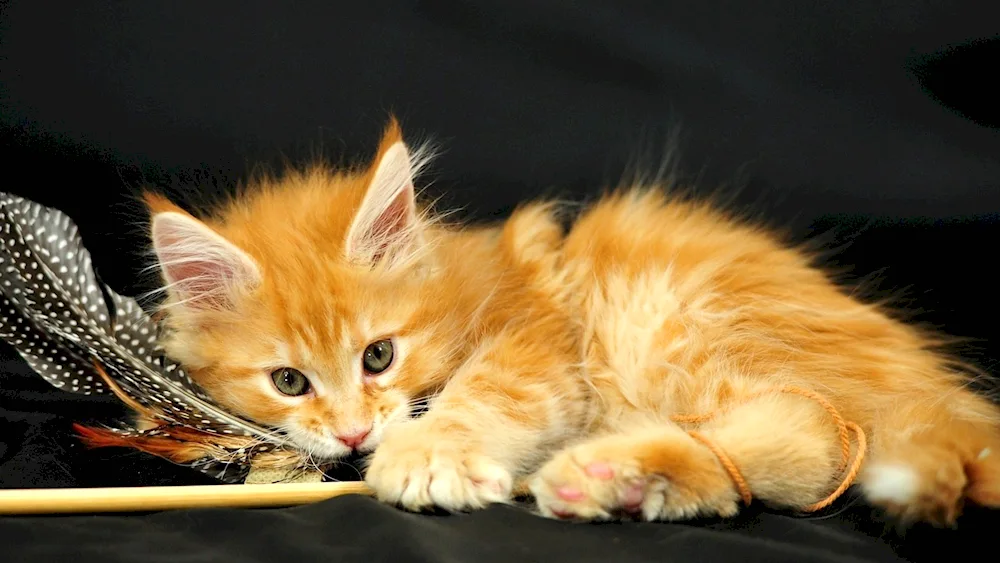 Maine Coon ginger catMaine Coon