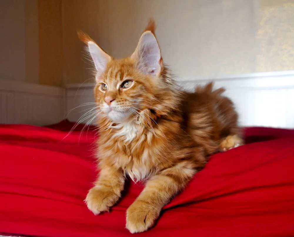 Maine Coon ginger