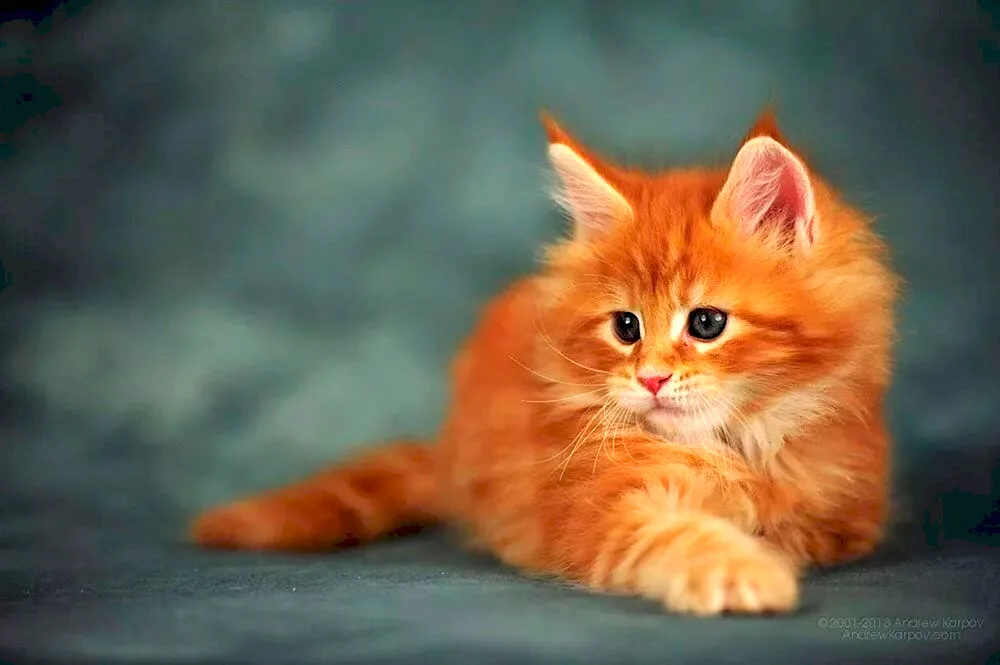 Maine Coon ginger kitten