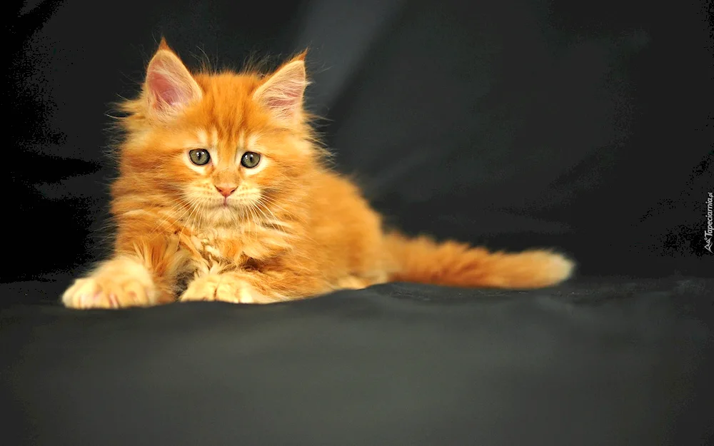 Ginger kitten