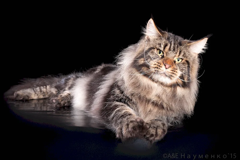 Black Marble Maine Coon