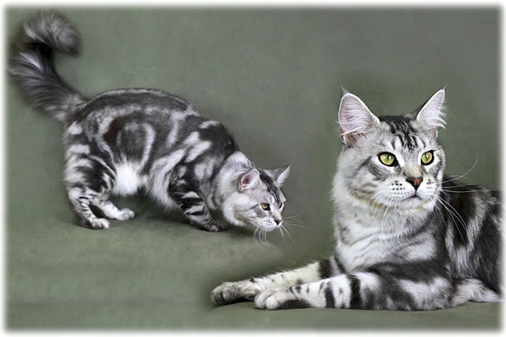 Maine Coon