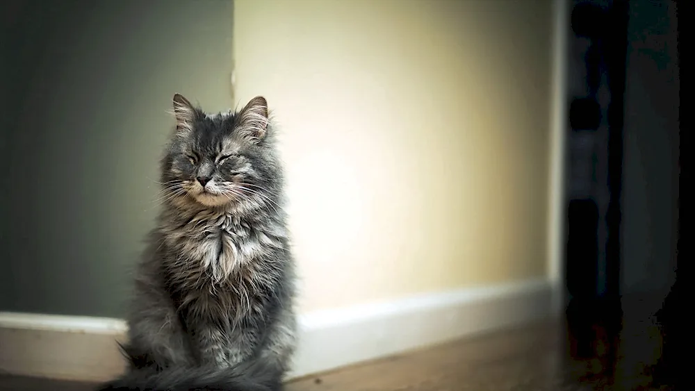 Maine Coon grey