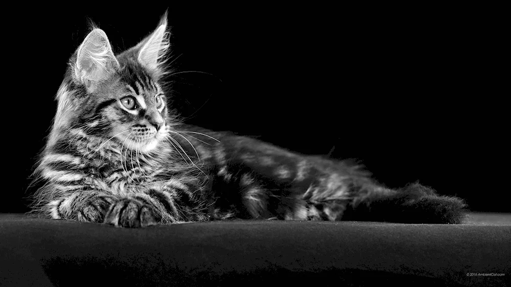 Maine Coon grey