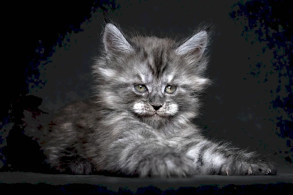 Maine Coon