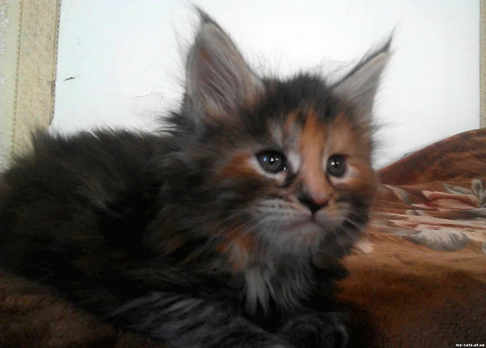 Maine Coon mix with yard cat