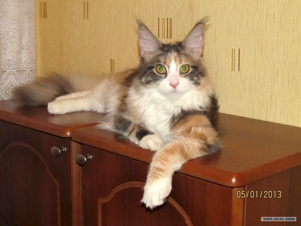 Maine Coon mix with yard cat