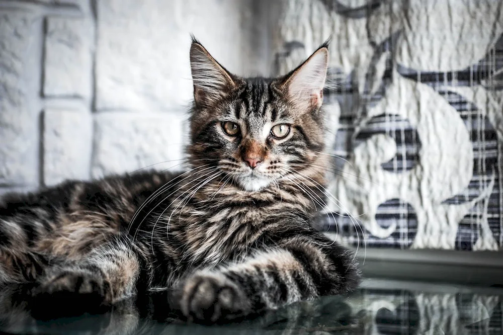 Maine Coon tabby