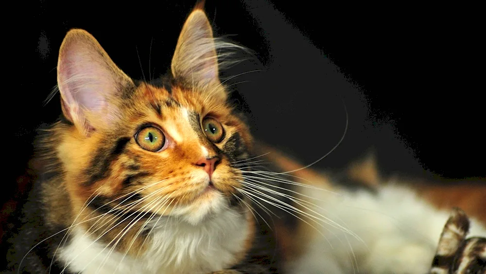 Maine Coon tricolour