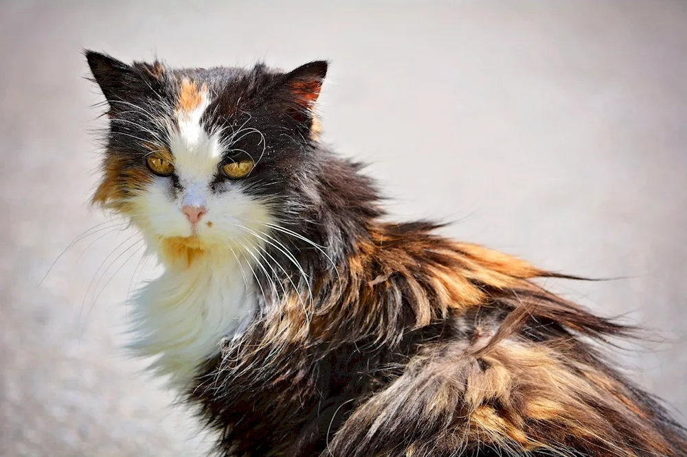 Maine Coon tricolour