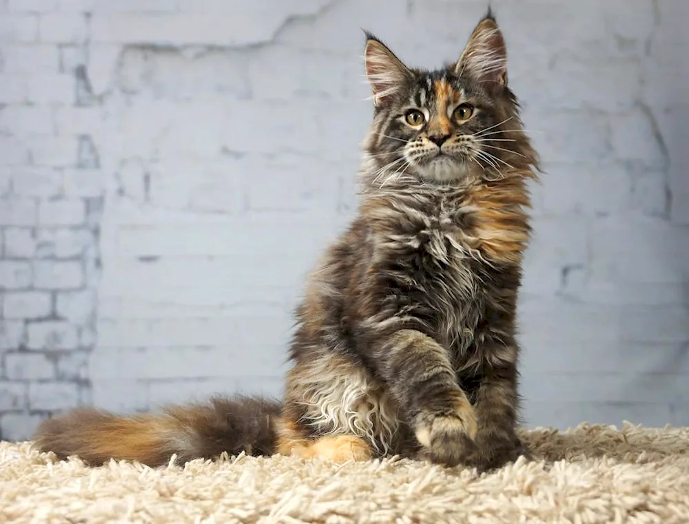 Norwegian Forest Calico cat.