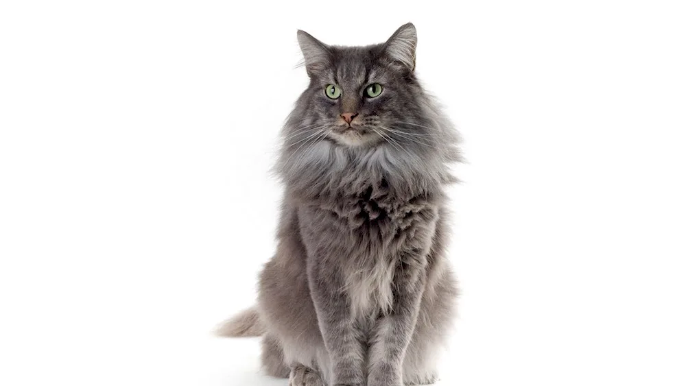 Maine- coon