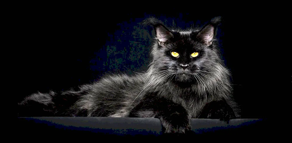 Maine Coon black-. Koon