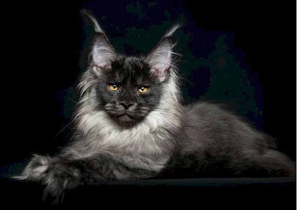 Maine Coon black smoke on silver