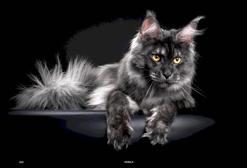 Maine Coon cat