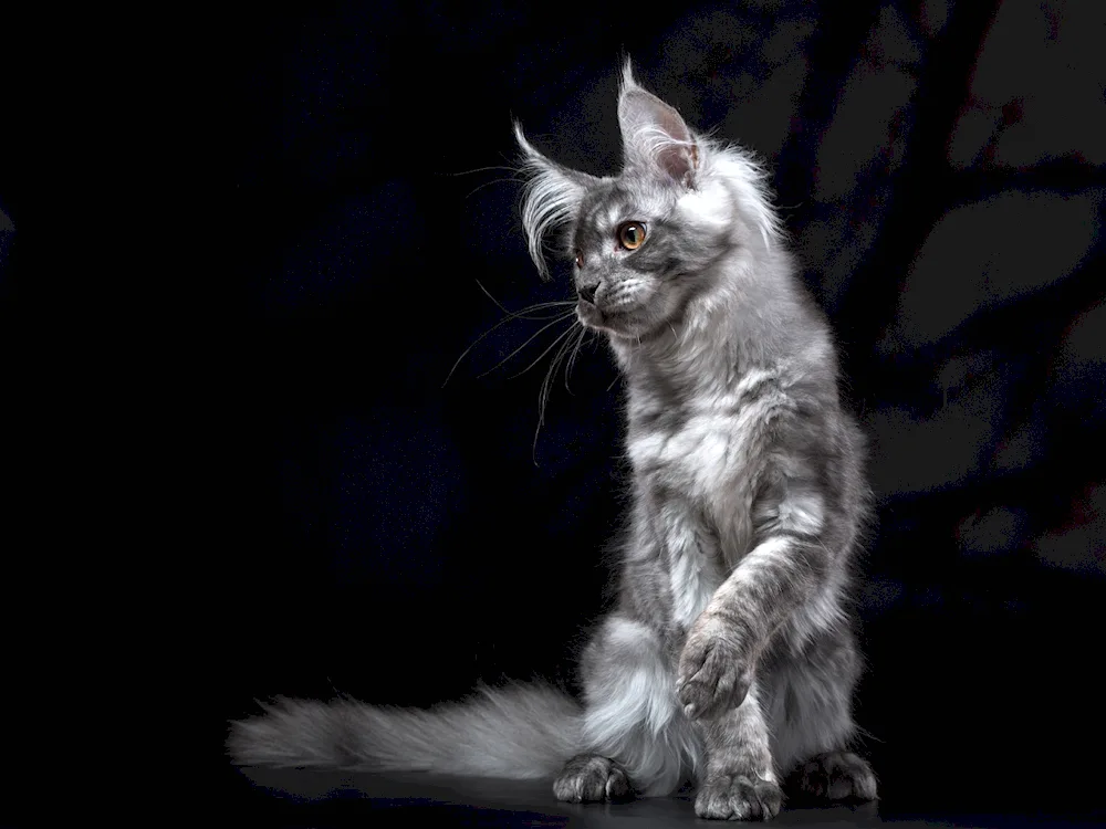 Maine Coon cat