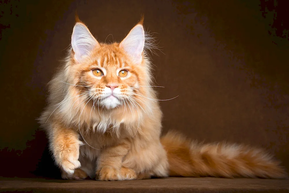 Red cat