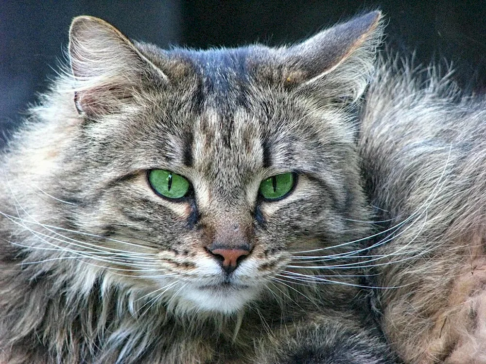 Maine- Coon