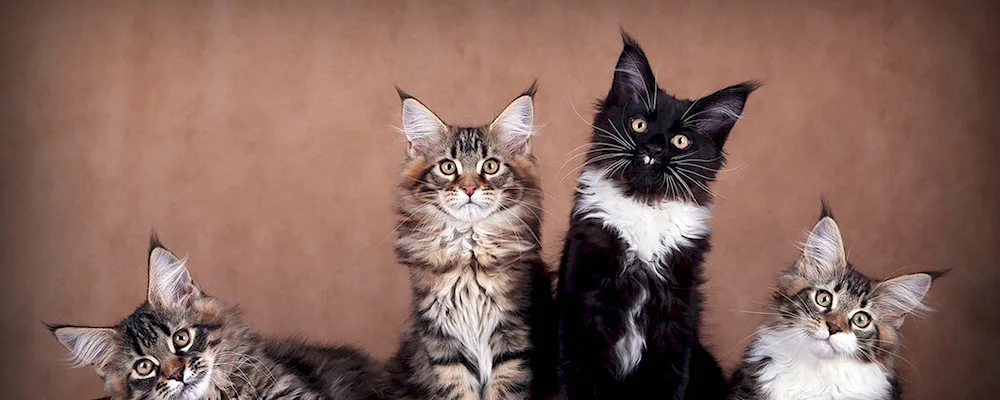 Maine Coon