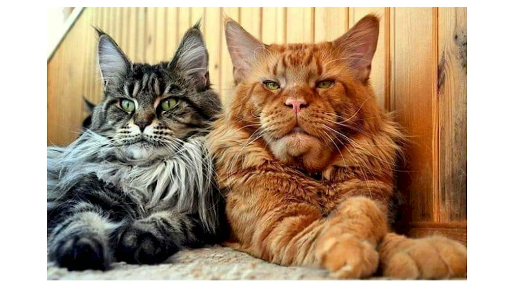 Maine Coon