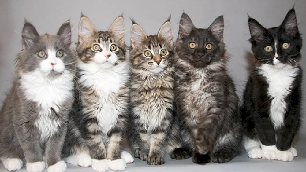 Maine Coon