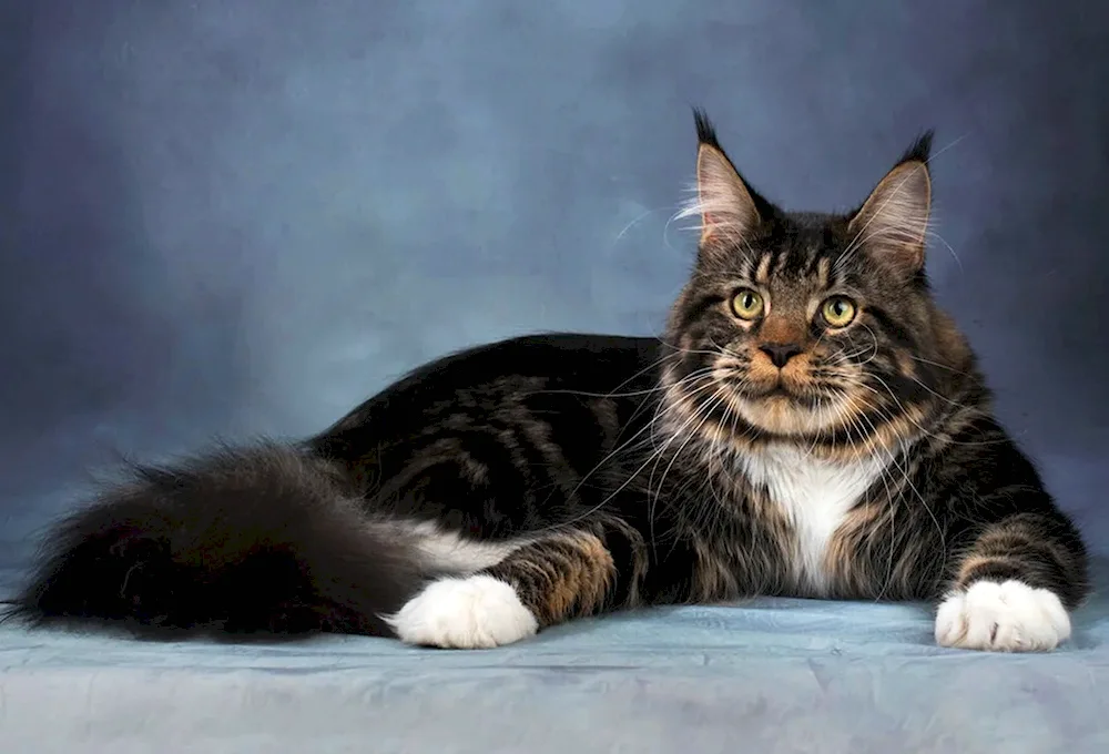 Maine Coon cat