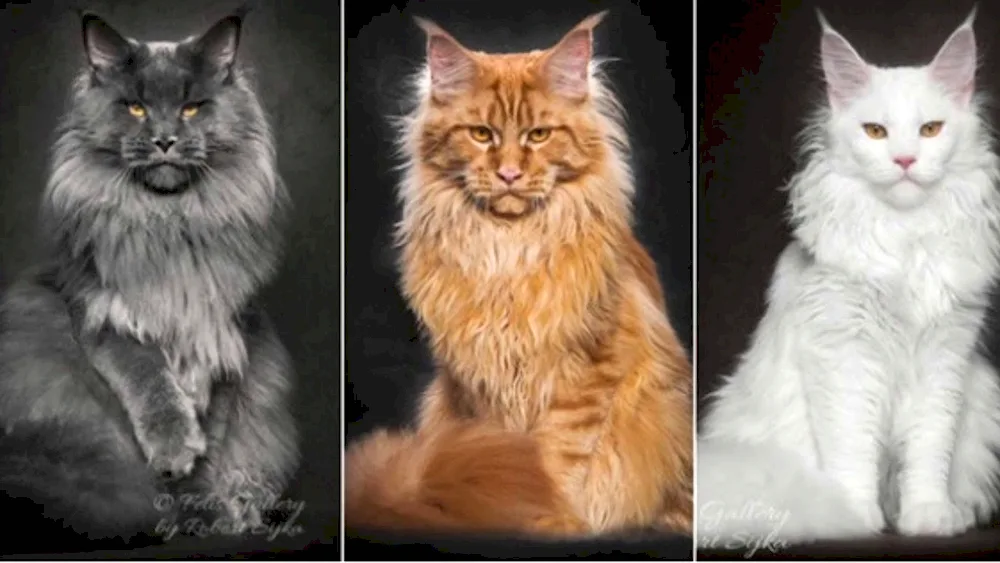 Maine Coon