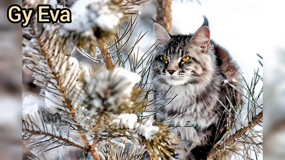 Maine. coon