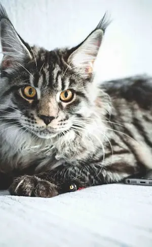 Maine Coon