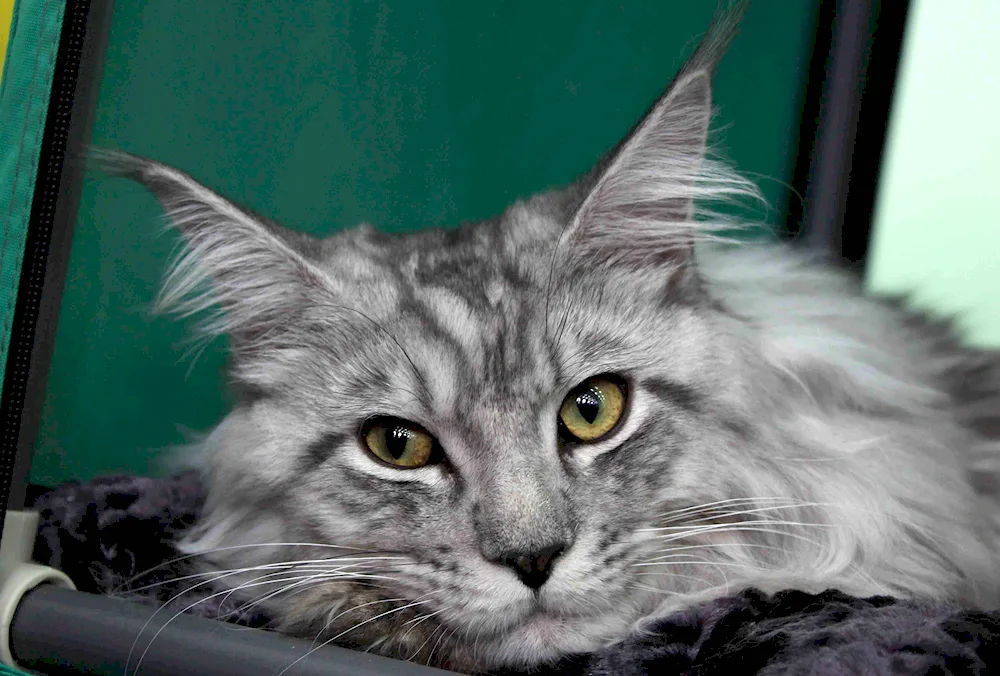 Maine Coon