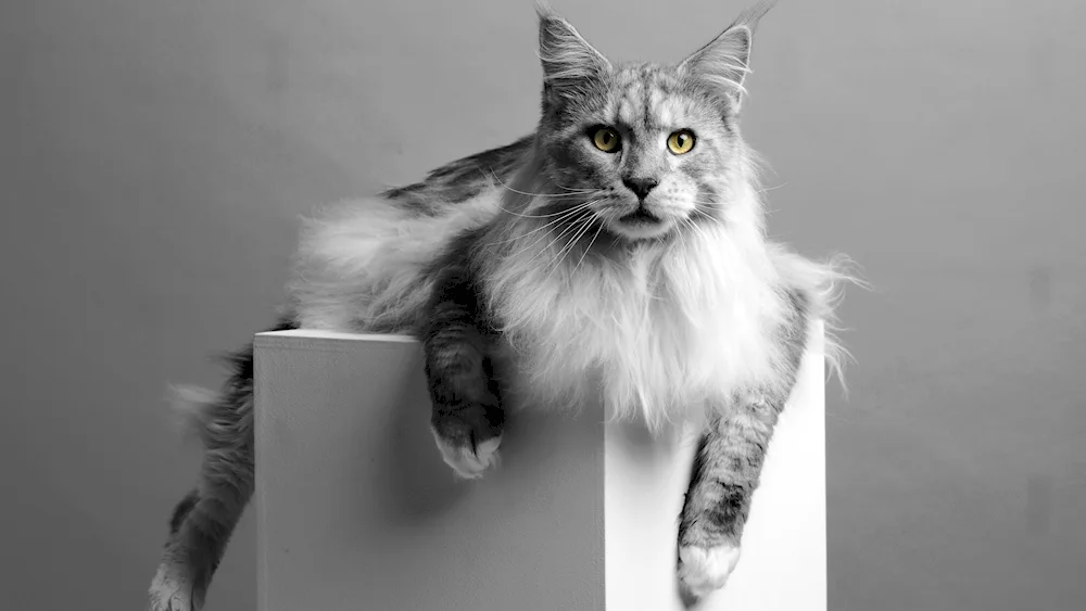 Maine Coon