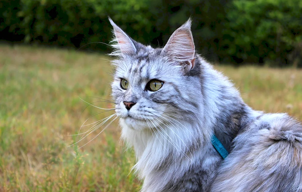 Maine Coon