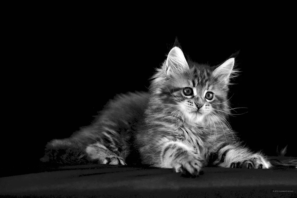 Maine coon