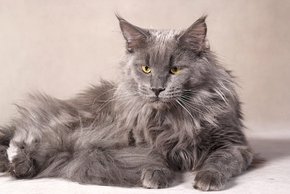 Maine coon