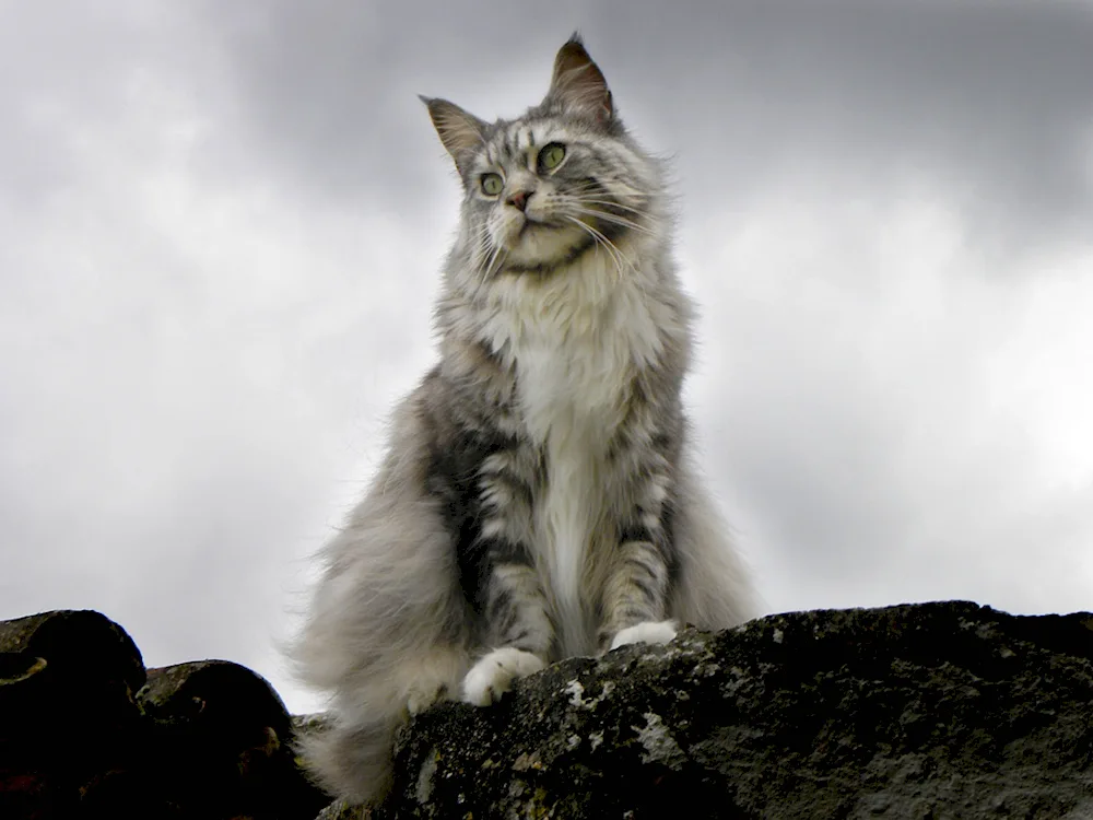 Maine coon