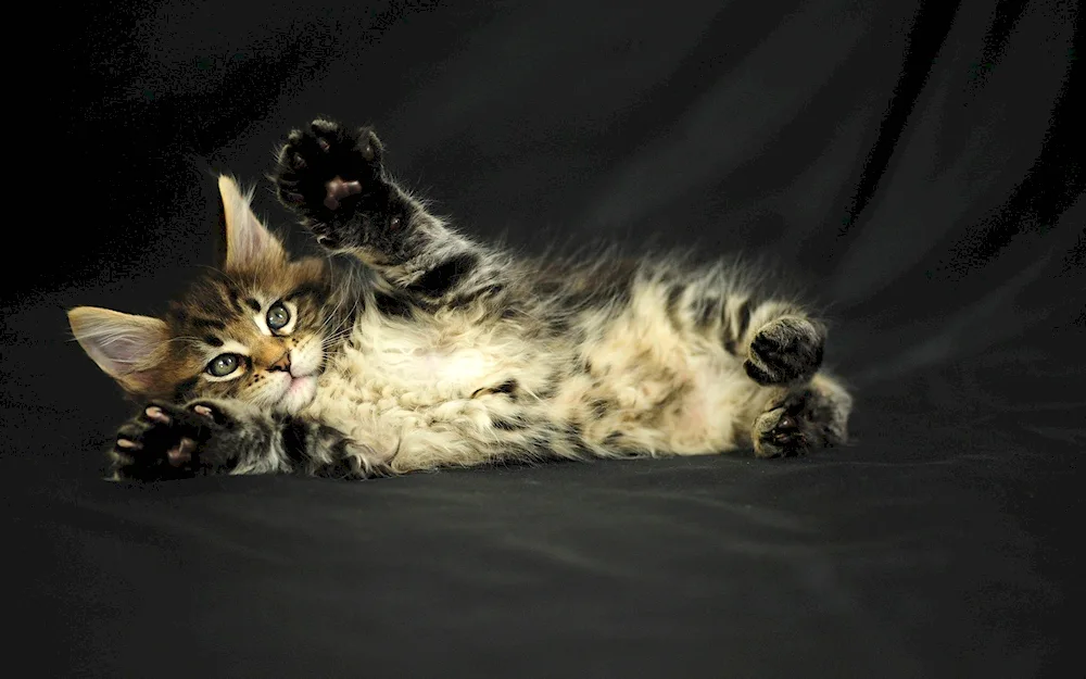 Maine coon black