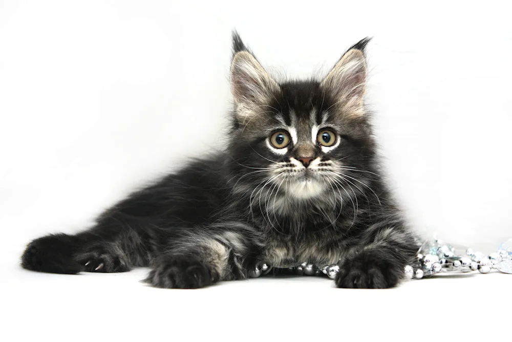 Maine coon black