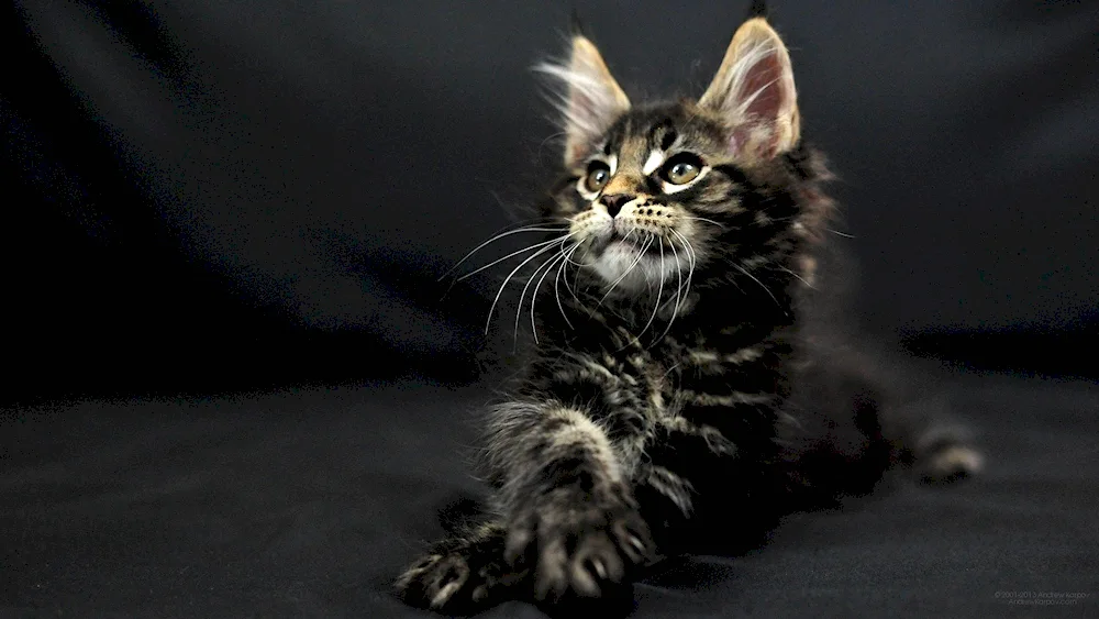 Maine coon