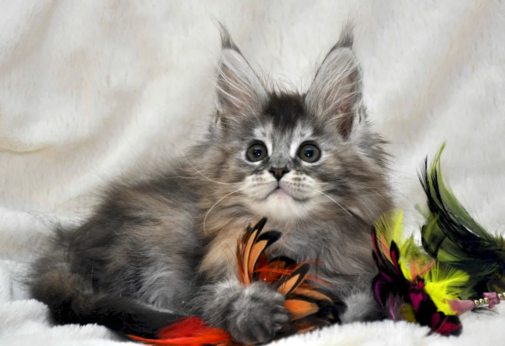 Maine- coon