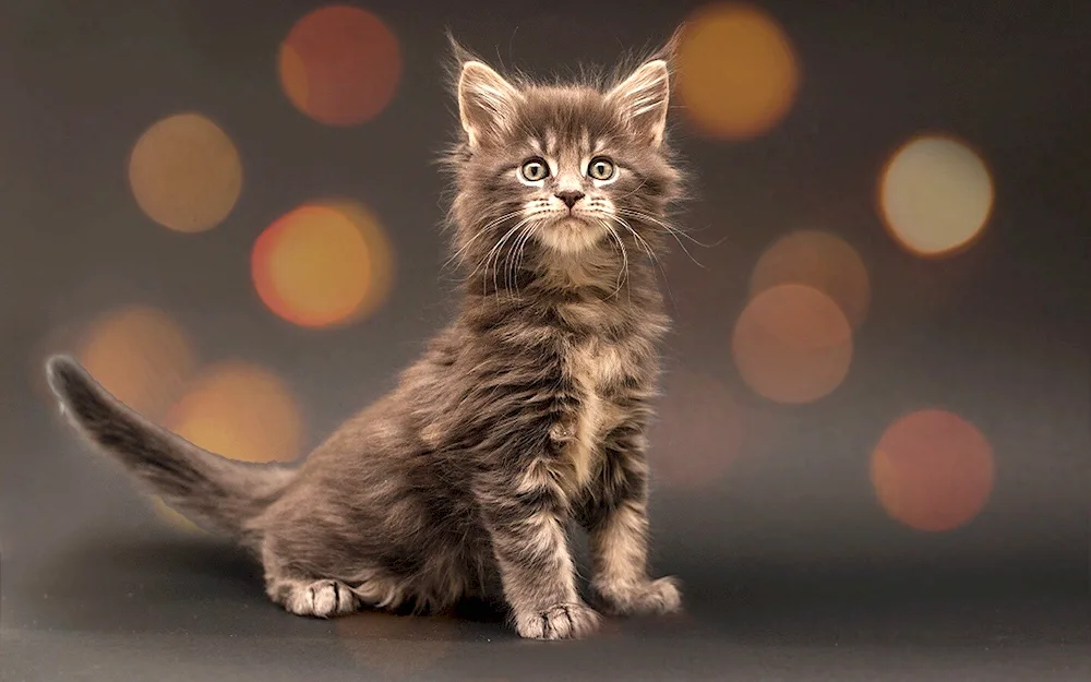 Maine Coon