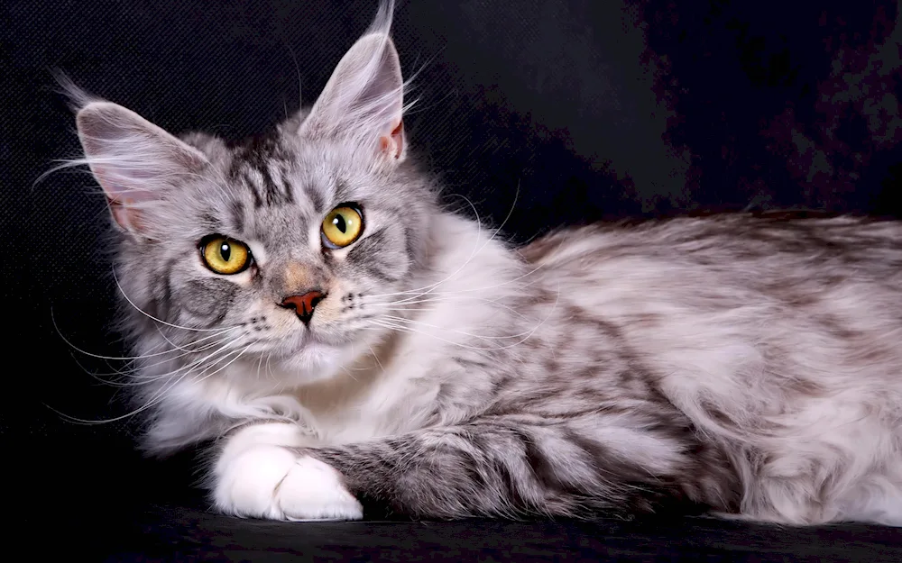 Red Maine coon cat