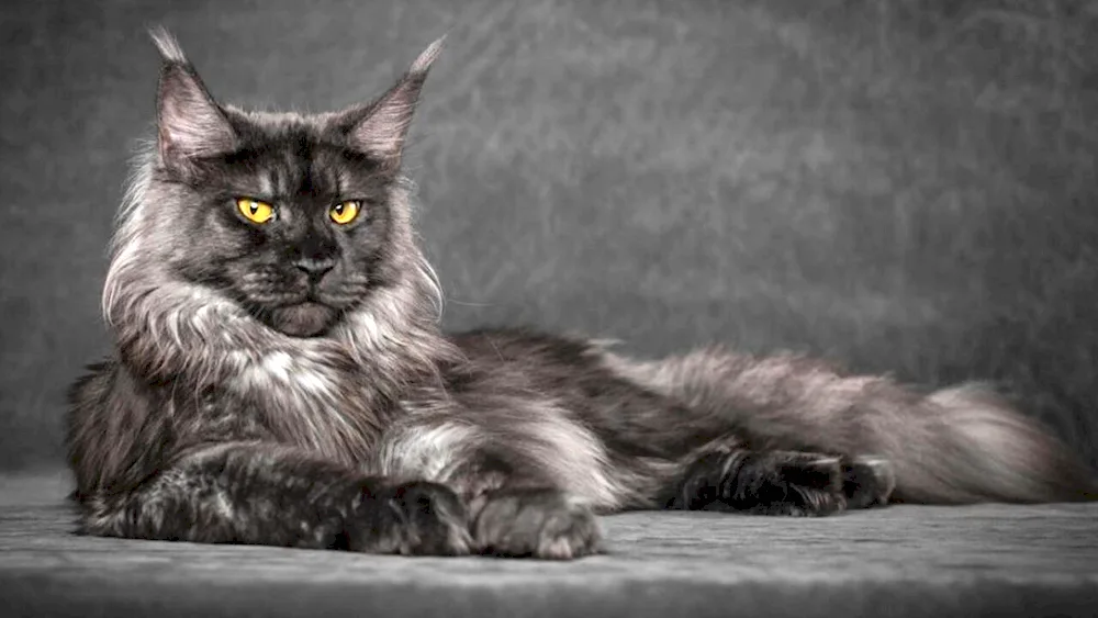 Maine coon cat